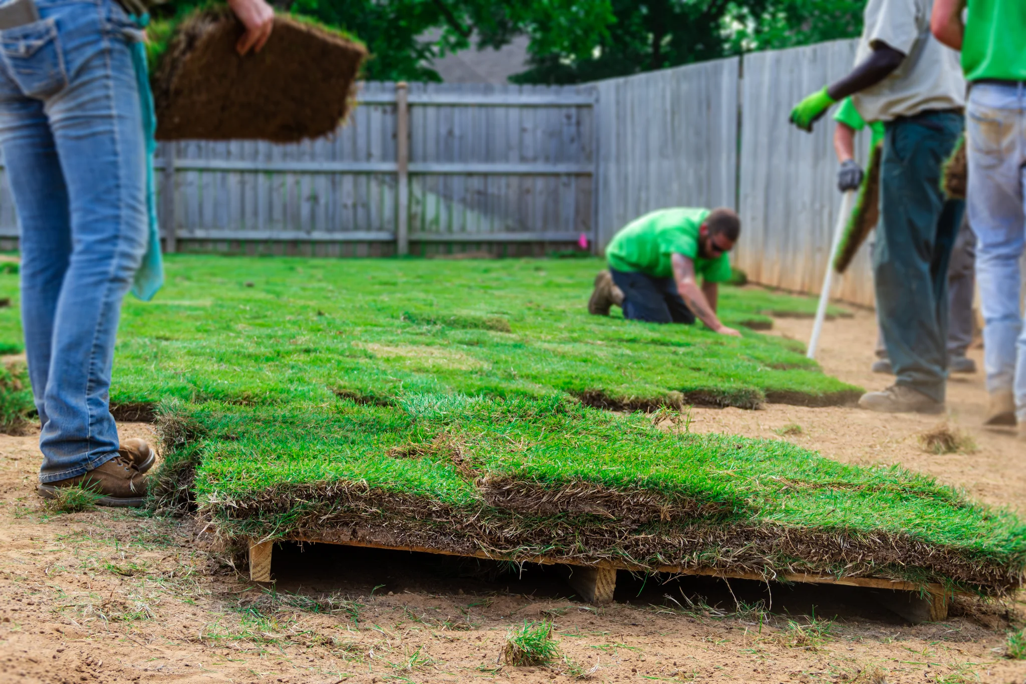 How Landscape Installation Timing Affects Root Establishment and Plant Longevity